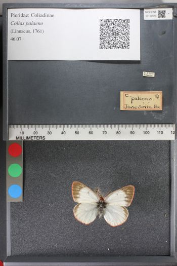 Media type: image;   Entomology 118973